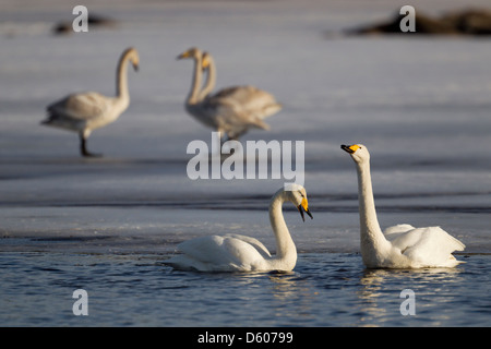 Whooper Schwan Cygnus Cygnus in der Nähe von Kuusamo, Finnland im April. Stockfoto