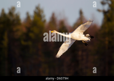 Whooper Schwan Cygnus Cygnus in der Nähe von Kuusamo, Finnland im April. Stockfoto