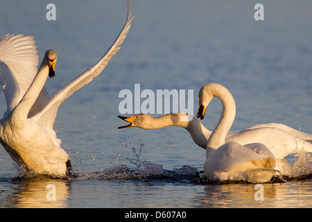 Whooper Schwan Cygnus Cygnus in der Nähe von Kuusamo, Finnland im April. Stockfoto