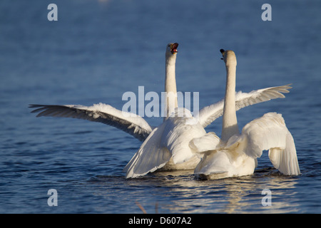 Whooper Schwan Cygnus Cygnus in der Nähe von Kuusamo, Finnland im April. Stockfoto