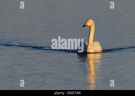 Whooper Schwan Cygnus Cygnus in der Nähe von Kuusamo, Finnland im April. Stockfoto