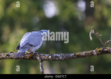 Woodpigeon (Columba Palumbus), Estland, Europa. Stockfoto