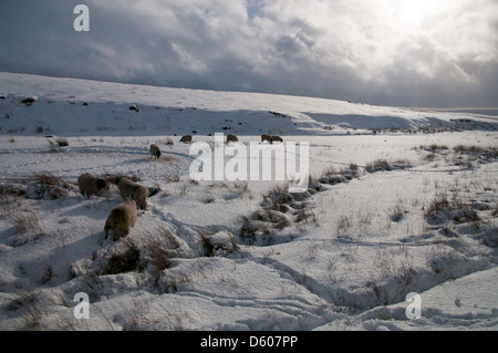 Swaledale Mutterschafe im Schnee Stockfoto