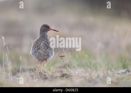 Gemeinsamen Rotschenkel (Tringa Totanus), Europa Stockfoto