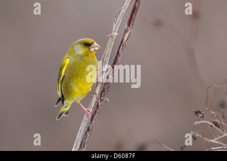 Männliche Grünfink (Zuchtjahr Chloris) im Frühjahr Gefieder. Europa Stockfoto