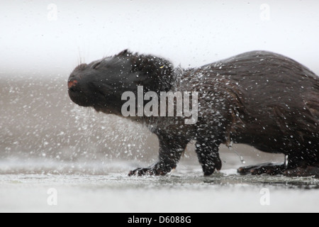 Wilde Europäische Otter (Lutra Lutra) Wasser abschütteln. Europa Stockfoto