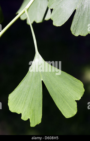 Ginkgo Stockfoto