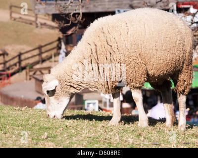 Ein Schafe grasen auf der Wiese Stockfoto