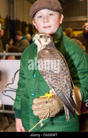 Norwich, Norfolk, Großbritannien. 10. April 2013. Ein 9-jähriger Junge hält einen Sakerfalken im Spring Fling Country fair an der Norfolk Showground. Bildnachweis: T.M.O.News/Alamy Live-Nachrichten Stockfoto