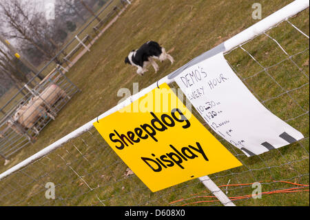 Norwich, Norfolk, Großbritannien. 10. April 2013. Ein Schäferhund Anzeige auf der Spring Fling Jahrmarkt an der Norfolk Showground. Bildnachweis: T.M.O.News/Alamy Live-Nachrichten Stockfoto