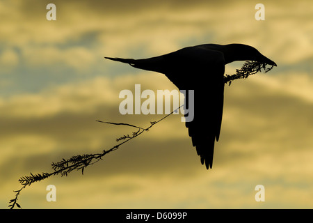 Australasian Basstölpel Morus Serrator (Takapu) in der Silhouette gegen Sonnenaufgang, Cape Kidnappers, Neuseeland im November. Stockfoto