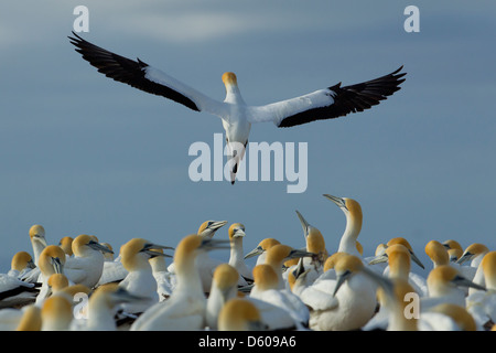 Australasian Basstölpel Morus Serrator (Takapu) Erwachsene im Flug über Kolonie am Cape Kidnappers, Neuseeland im November. Stockfoto