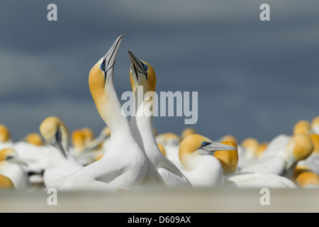 Australasian Basstölpel Morus Serrator (Takapu), adult paar bei Verschachtelung Kolonie, Cape Kidnappers, Neuseeland im November den Hof. Stockfoto