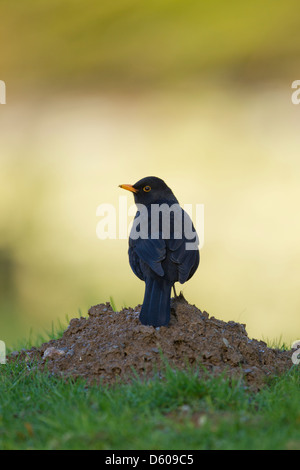 Gemeinsamen Amsel Turdus Merula, Winter männlich, gehockt Maulwurfshügel, Exford, Somerset, Großbritannien im Februar. Stockfoto