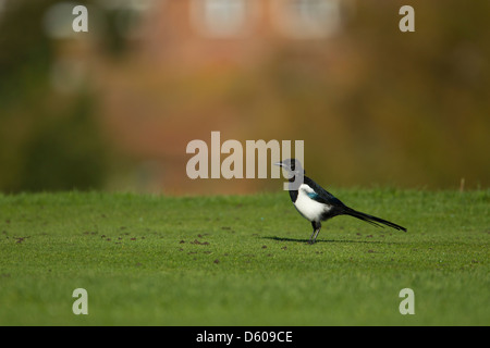 Gemeinsamen Elster Pica Pica, Nahrungssuche auf gemähtem Rasen, Folkestone, Kent, UK im September. Stockfoto