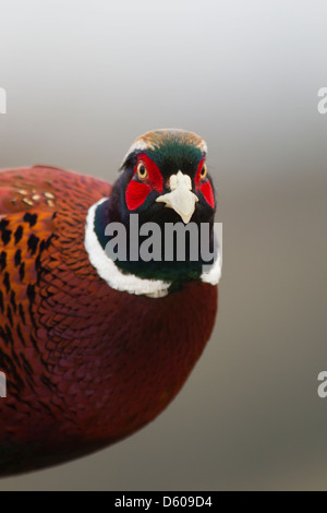 Gemeinsamen Fasan Phasianus Colchicus Manlius, Männchen, Kopf gedreht, Berwick Bassett, Wiltshire, UK im Februar. Stockfoto