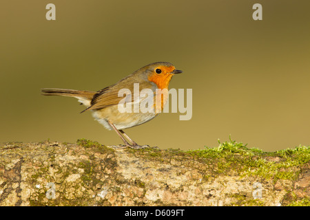 Rotkehlchen Erithacus Rubecula, thront auf bemoosten Log, Berwick Bassett, Wiltshire, Großbritannien im Februar. Stockfoto