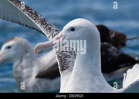 Gibson es Albatros Diomedea Antipodensis Gibsoni, Erwachsene, Nahaufnahme, Kaikoura, Neuseeland im November. Stockfoto