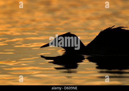 Great crested Haubentaucher Podiceps Cristatus, adult, bei Sonnenuntergang, Earlswood Seen, Warwickshire, UK im März auf dem goldenen Wasser schwimmen. Stockfoto