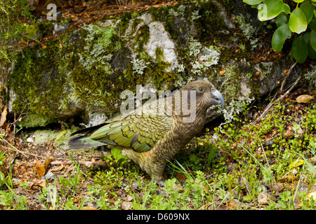 Kea Nestor Notabilis, Erwachsene, im natürlichen Lebensraum, Lake Manapouri, Neuseeland im November. Stockfoto