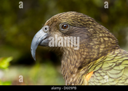 Kea Nestor Notabilis, Erwachsene, im natürlichen Lebensraum, Lake Manapouri, Neuseeland im November. Stockfoto