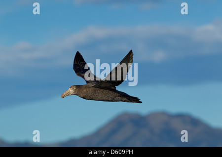 Nördlichen giant Petrel Macronectes Halli, erwachsen, im Flug gegen die fernen Berge, Kaikoura, Neuseeland im November. Stockfoto