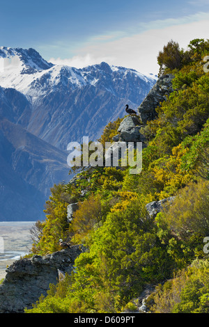 Paradies Brandgans Tadorna Variegata, Erwachsenen paar thront auf felsigen Berghang, Sealy Bergseen Track, Neuseeland im November. Stockfoto