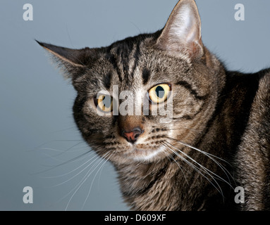 Katze - Gesicht mit scharfem Blick Stockfoto