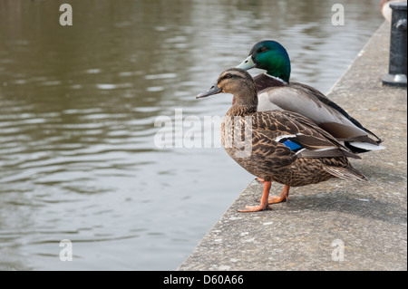 Eine männliche und weibliche Stockente Enten sitzen auf einem Kai durch einen Fluss Stockfoto
