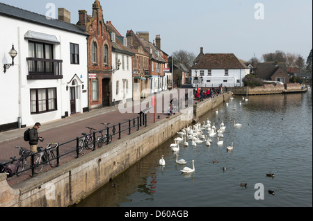 Kai von den Fluss Great Ouse St Ives Cambridgeshire UK mit Schwänen versammelten sich am Wasser. Stockfoto