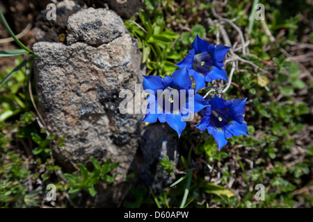 Trompete, Enzian wächst in Fuente De in den Picos de Europa, Nord-Spanien Stockfoto