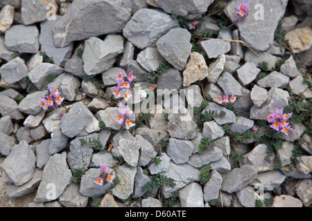 Alpine Leinkraut wächst in der Nähe von Fuente De in den Picos de Europa, Nord-Spanien Stockfoto