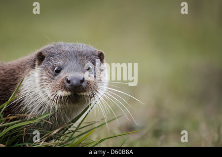 Europäische Otter in Gefangenschaft Säugetiere Mitte Stockfoto