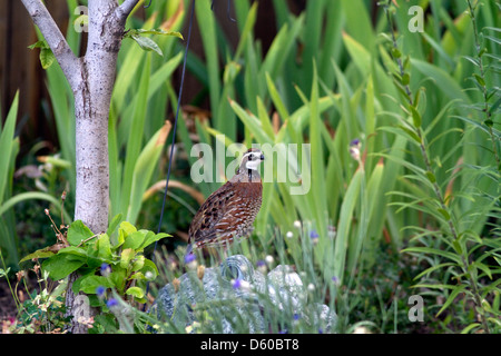 Erwachsene männliche nördlichen Wachtel Wachtel in einem Wohngebiet Hinterhof, Boise, Idaho, USA. Stockfoto