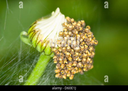 Entstehung von Baby europäischen Garten Jungspinnen auf Shasta Daisy Bud Araneus diadematus Stockfoto