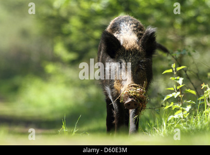 Wildschwein Sow - Forest of Dean - UK fotografierte im Jahr 2012, erfassen ihr während der Nahrungssuche. Stockfoto