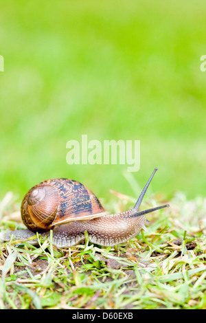 Garten-Schnecke auf Garten Rasen Helix aspersa Stockfoto