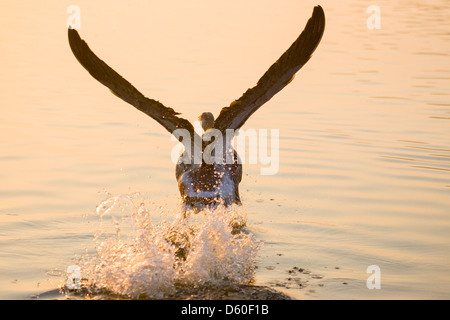 Graugans flüchten bei Sonnenaufgang auf Hickling Broad Norfolk Stockfoto