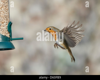 Robin im Flug Stockfoto