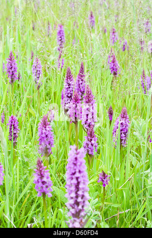 Südlichen Marsh Orchideen auf einer feuchten Wiese in Norfolk Stockfoto