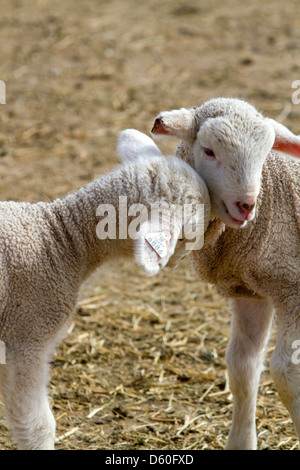 Lämmer auf einer Schaf-Ranch in der Nähe von Emmett, Idaho, USA. Stockfoto