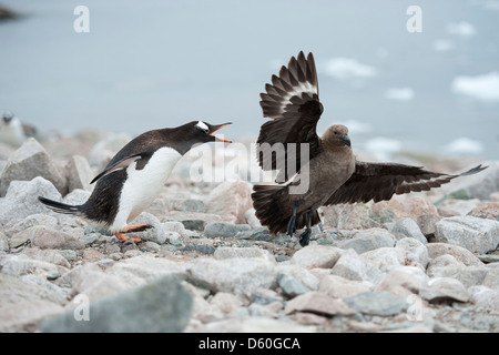 Gentoo Penguin, Pygoscelis Papua, South Polar Skua, Stercorarius Maccormicki angreifen. Neko Harbour, antarktische Halbinsel. Stockfoto