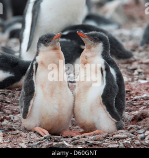 Gentoo Pinguinküken, Pygoscelis Papua. Hannah Point, antarktische Halbinsel. Stockfoto