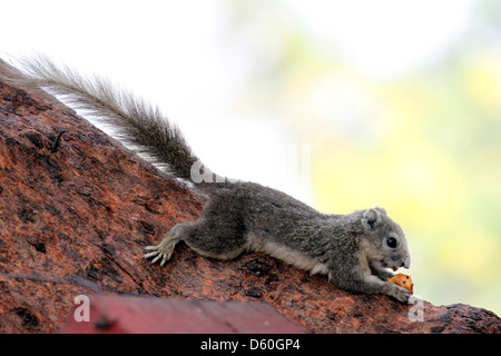 Eichhörnchen im Park, sie es Essen. Stockfoto