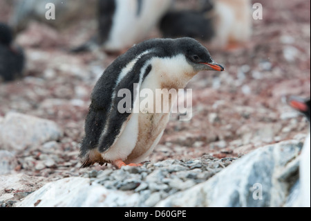 Traurig aussehende Gentoo Pinguin Küken, Pygoscelis Papua. Hannah Point, antarktische Halbinsel. Stockfoto