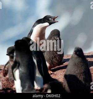 Adelie Penguin (Pygoscelis Adeliae), Erwachsene bei Küken Quäken. Petermann Island antarktischen Halbinsel. Stockfoto