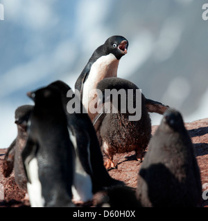 Adelie Penguin (Pygoscelis Adeliae), Erwachsene bei Küken Quäken. Petermann Island antarktischen Halbinsel. Stockfoto