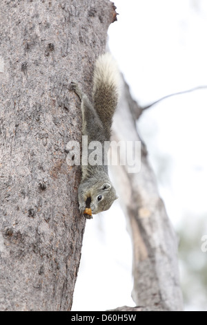 Eichhörnchen im Park, hing es Kopf aus Holz und Essen Lebensmittel. Stockfoto