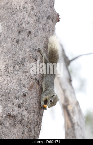 Eichhörnchen im Park, hing es Kopf aus Holz und Essen Lebensmittel. Stockfoto