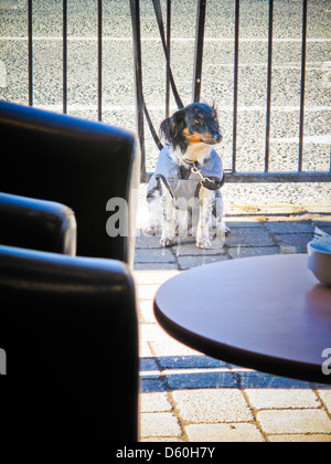 Hund außen Café gefesselt Stockfoto